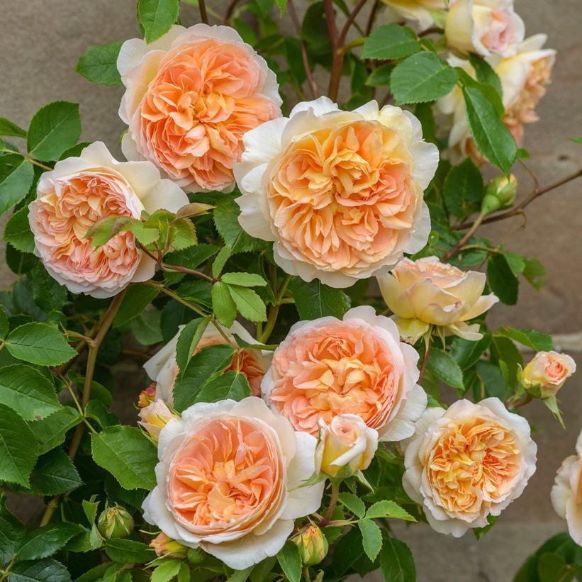 3G Rosa 'Bathsheba' Bathsheba™ English Rose 1010826