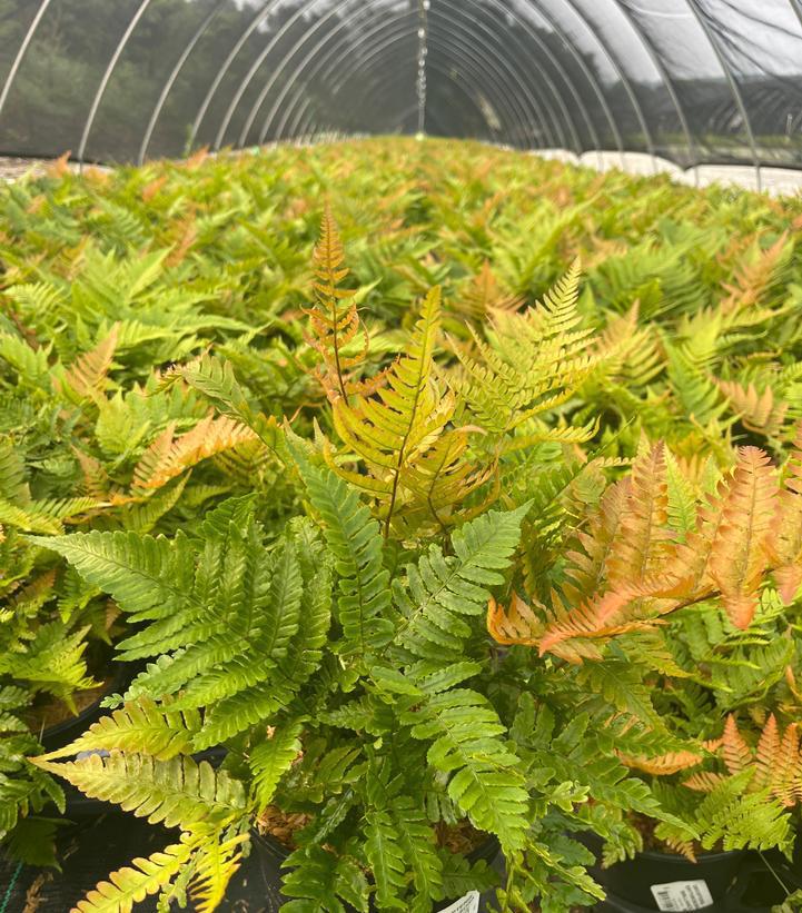 1G Dryopteris Erythrosora 'Brilliance' - Autumn Fern - 1004784