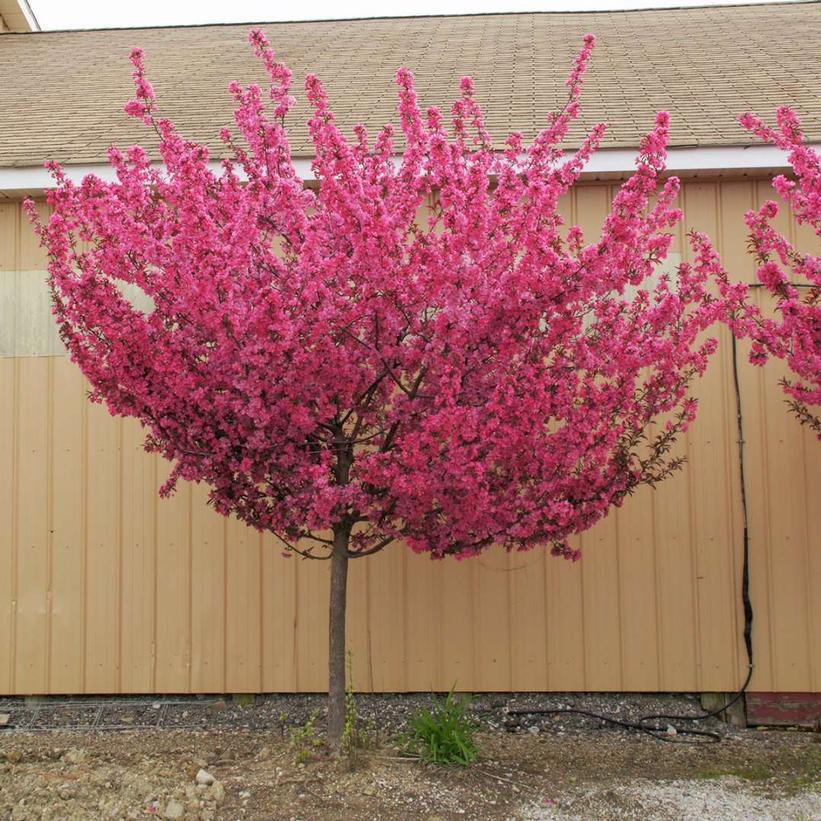 7G Malus x 'Show Time' ('Shotizam') Show Time™ Flowering Crabapple 1012586