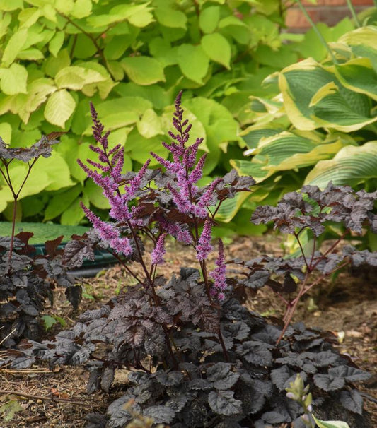 1G Astilbe 'Dark Side of the Moon' Dark Side of the Moon Astilbe: Patent PP35,461 1014326