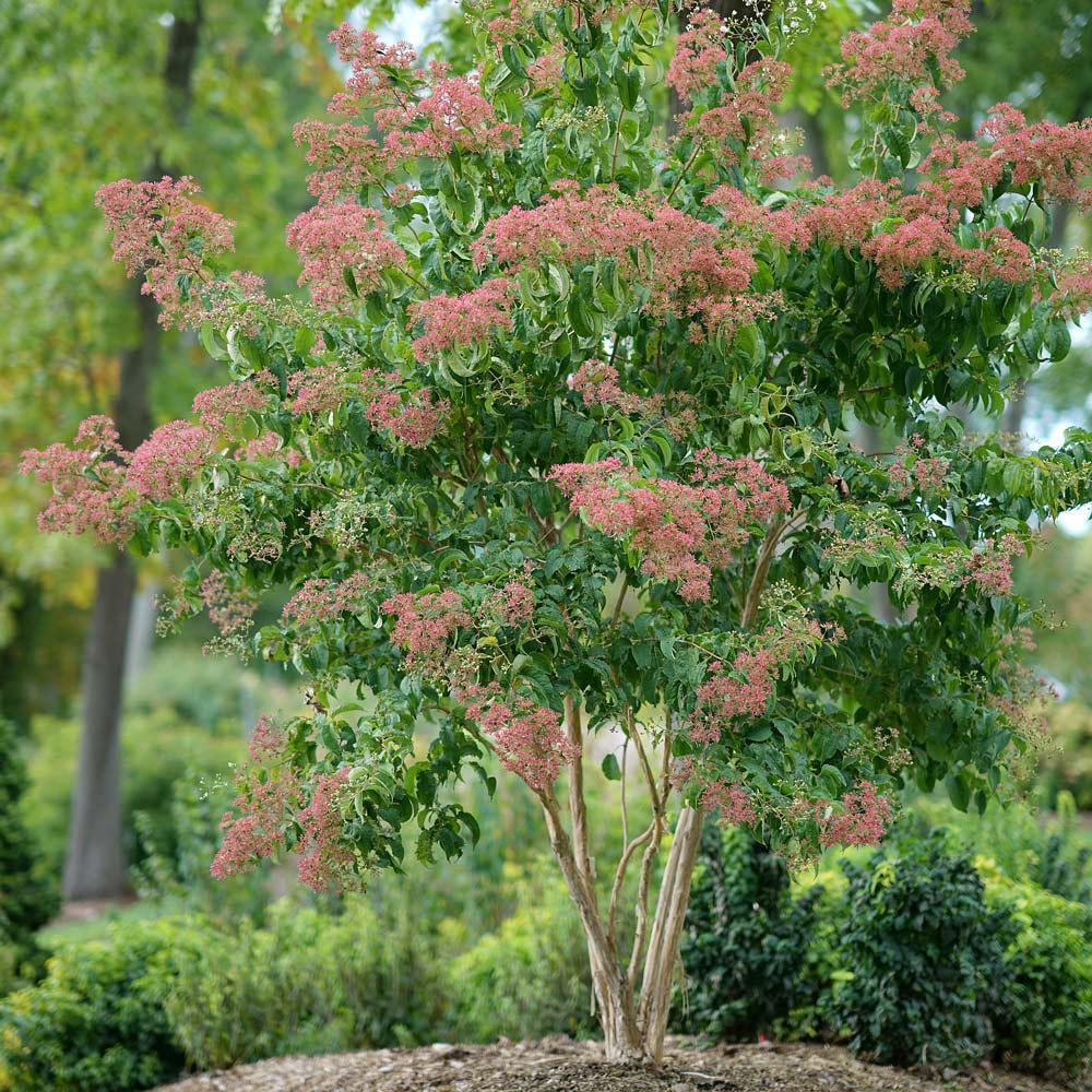 3G Heptacodium miconioides 'Temple of Bloom' ('SMNHMRF') Temple of Bloom® Seven-Son Flower: Patent PPAF 1009993