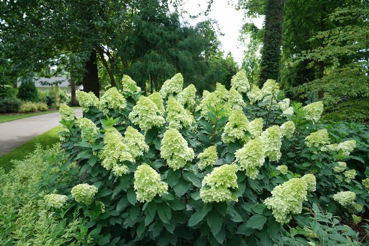 5G PW Hydrangea Paniculata 'Limelight Prime' - 1013891