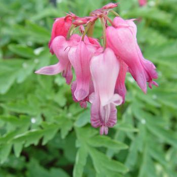 2G DICENTRA EXIMIA  AB (Wild bleeding heart Old Fashioned)