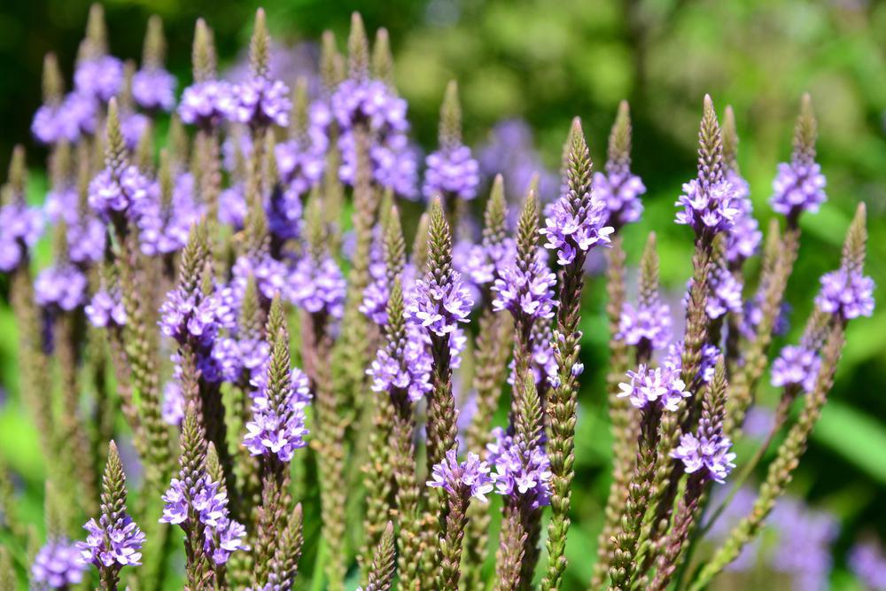 2G VERBENA 'HASTATA' Swamp Verbena (Blue Vervain) 1007018