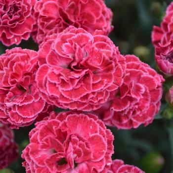 1G Dianthus hybrid Fruit Punch 'Raspberry Ruffles' Fruit Punch® Raspberry Ruffles Pinks: Patent PPAF 1009792