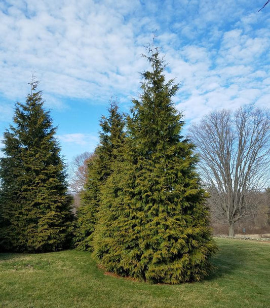 7G Thuja X 'Green Giant' Green Giant Western Arborvitae 1003206