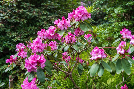 10G RHODODENDRON CAT. `BOURSAULT` Boursault Rhododendron 1000353