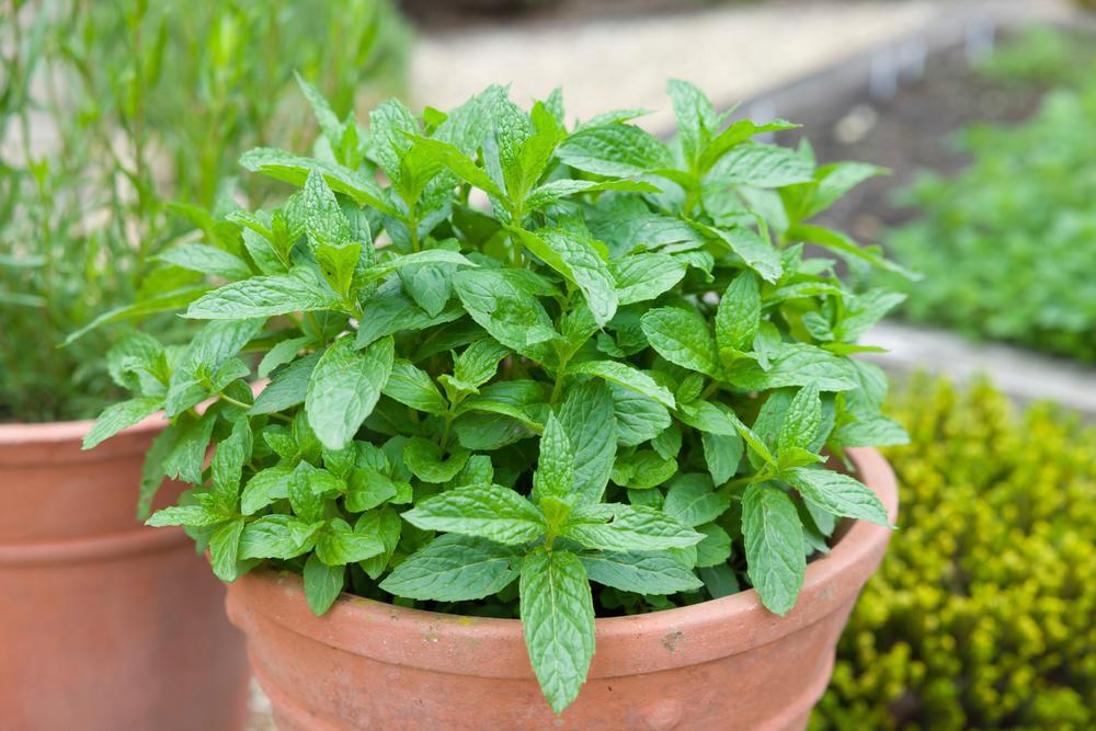 1G MENTHA SPICATA (SPEARMINT) 1001305