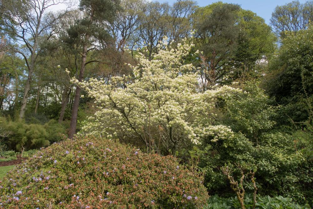 Cornus X Stellar Pink #7 ('Rutgan') Stellar Pink® Dogwood: Patent PP7,207exp. Dogwood 1000743