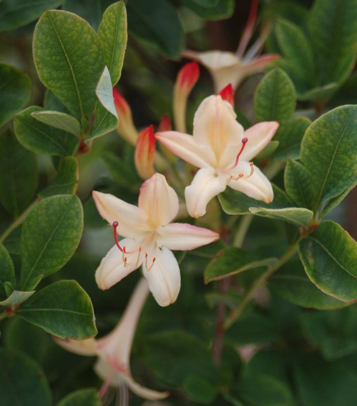 3G AZALEA 'VISCOSUM LEMON Drop' Lemon Drop Swamp Azalea (Viscosum Azalea) 1000513