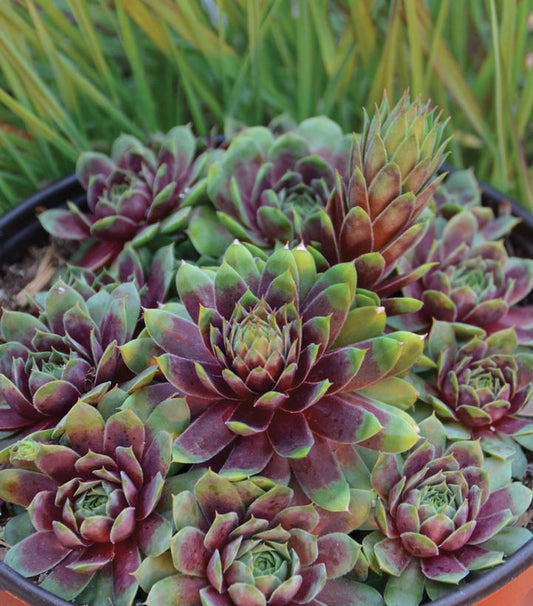 1G Sempervivum 'Ruby Heart' Red Heart Hens and Chicks 1005537