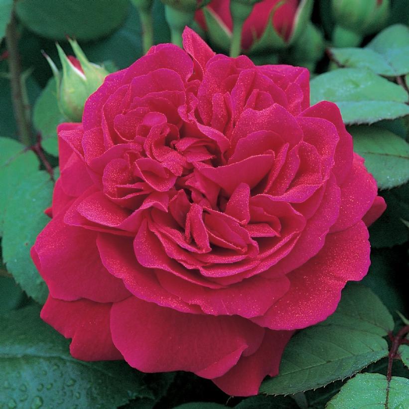 3G Rosa 'Tess of The d'Urbervilles' ('Ausmove') Tess of The d'Urbervilles® English Rose 1007551