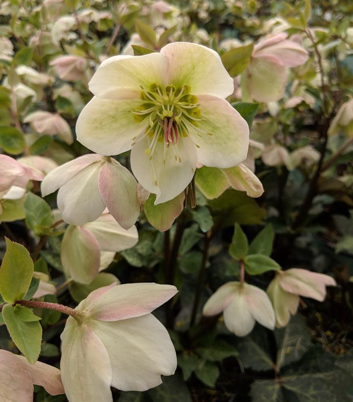 8" Helleborus Frostkiss® 'Molly's White' Molly's White Lenten Rose: Patent PP25,685 1009832