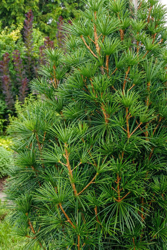 2G SCIADOPITYS VERTICILLATA `JOE KOZEY` Joe Kozey Japanese Umbrella Pine 1009908