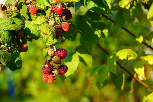 2G Rubus 'Heritage' Heritage Red Raspberry 1000171