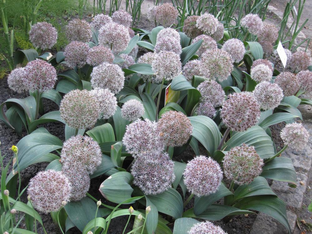 1G Allium karataviense Turkistan Ornamental Onion 1012386 DISSVF