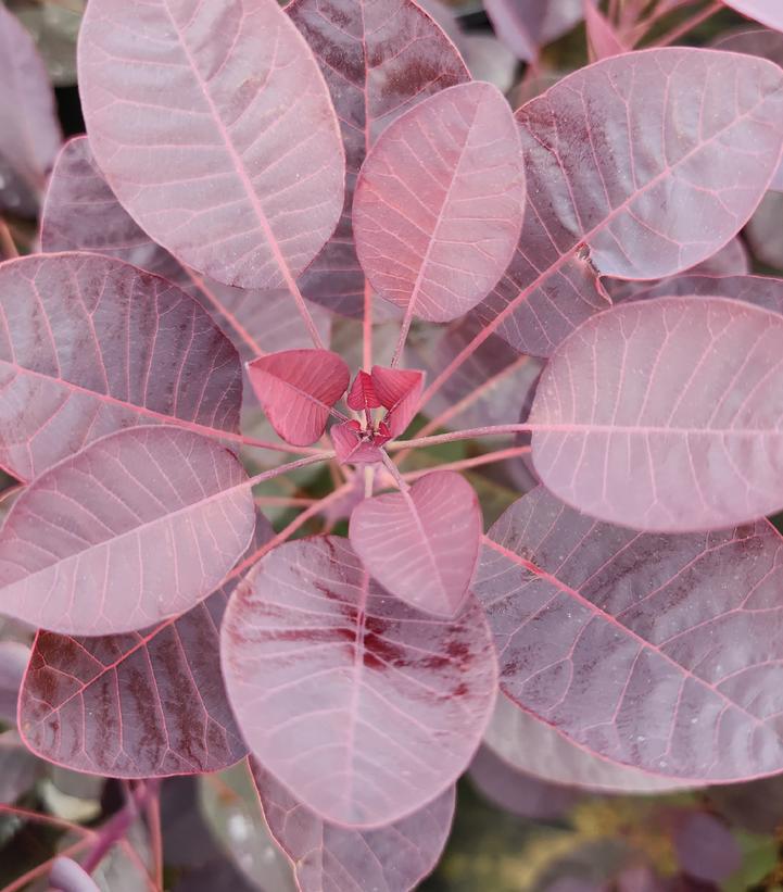 3G Cotinus Coggygria 'Royal Purple' Royal Purple Smokebush 1001052