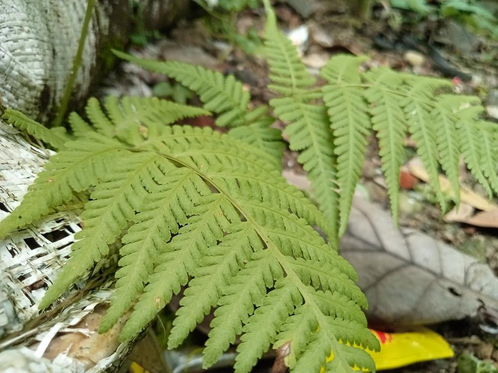 2G Dryopteris marginalis Leather Wood Fern (Fern, Leather Wood) 1003404