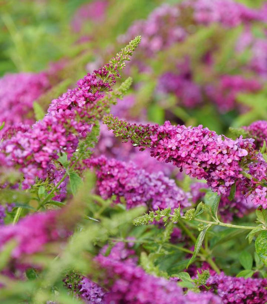 2G Buddleia 'Lo & Behold Ruby Chip' ('SMNBDD') Butterfly Bush: Patent PP32,399 1006741