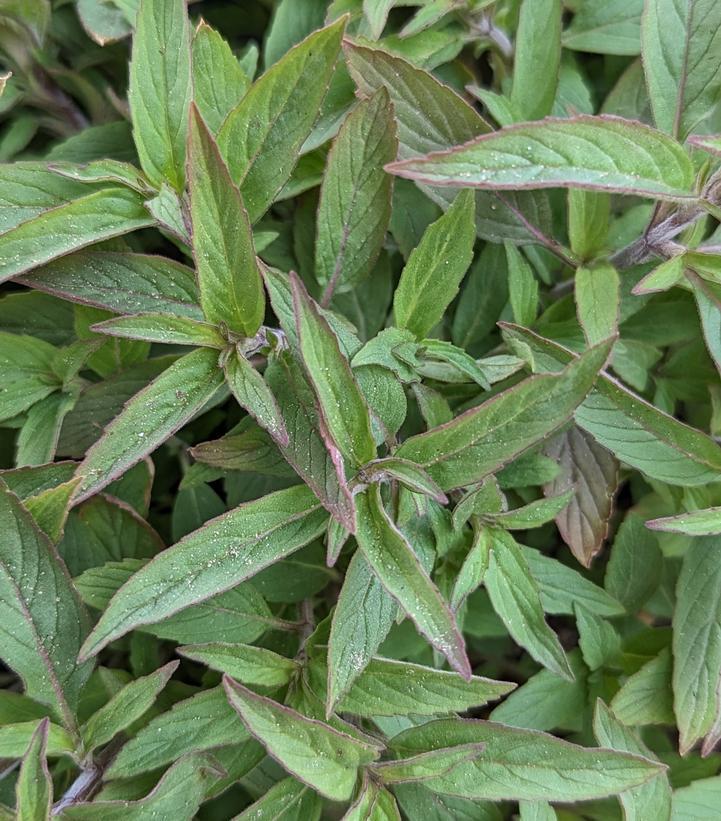 2G Monarda punctata 'BeeBop' Dotted Horsemint 1011952