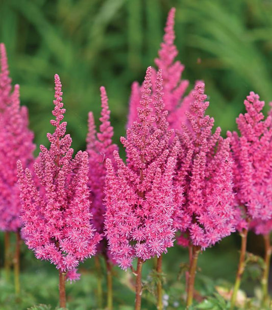 8" Astilbe chinensis 'You and Me Always' You and Me Always® Astilbe: Patent PP32942 1020195