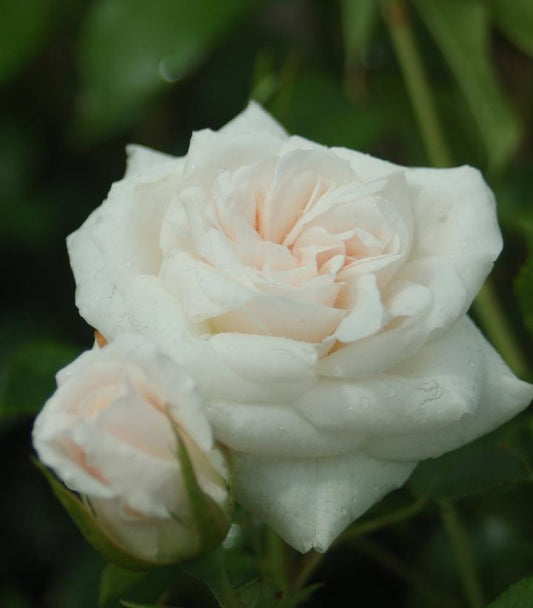 3G Rosa 'Iceberg' Iceberg Floribunda Rose 1002668