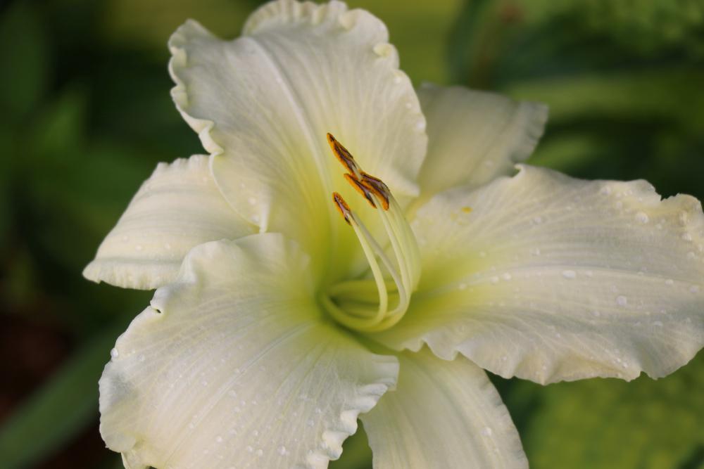 1G Hemerocallis 'Sunday Gloves' Sunday Gloves Daylily 1009809