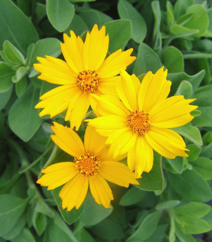 1G COREOPSIS `SUNSHINE SUPERMAN` Sunshine Superman Star Tickseed 1005703