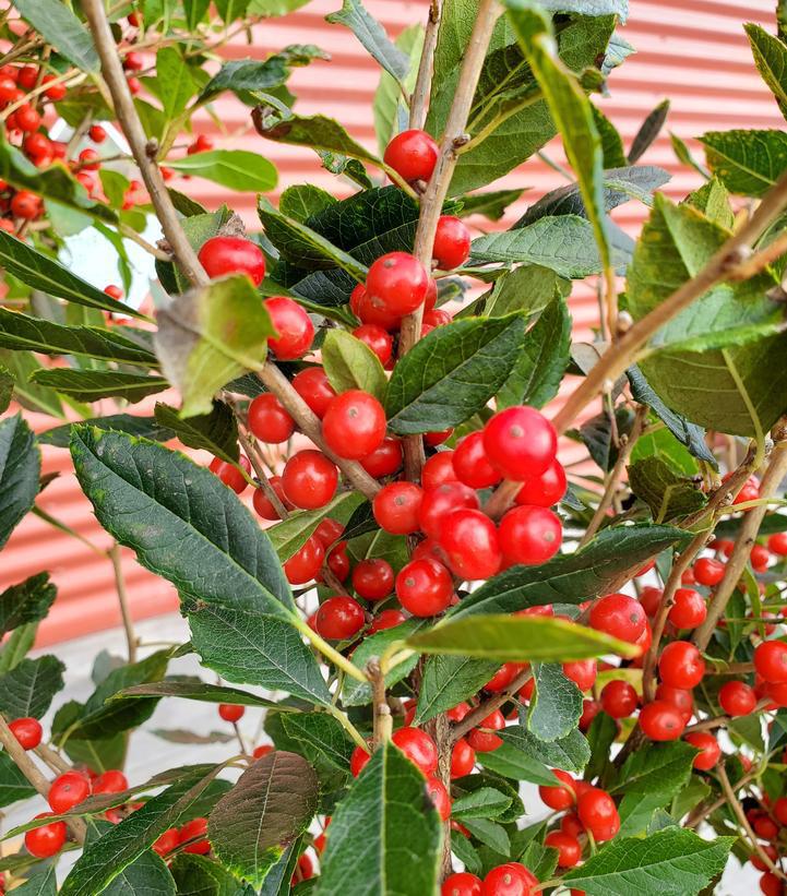 7G ILEX VERTICILLATA `LITTLE GOBLIN RED` (F - Berries/Pollinator) Little Goblin® Red Winterberry: Patent PPAF