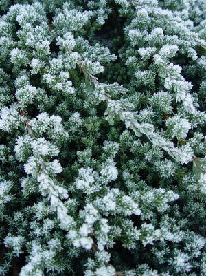 2G Juniperus procumbens 'Nana' Dwarf Japanese Juniper 1000054