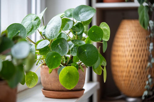 6" HB Pilea Peperomoides (Chinese Money Plant)