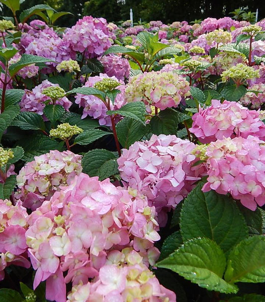 3G Hydrangea mac. 'Endless Summer Bloomstruck' ('PIIHM-II') E.S Bloomstruck® Hydrangea: Patent PP25566 1007499 Bigleaf Mophead