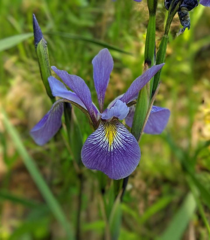 1G Iris versicolor 'Purple Flame' Purple Flame Northern Blueflag 1012842