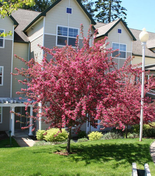 7G Malus X 'Prairiefire' Prairie Fire Crabapple 1000670