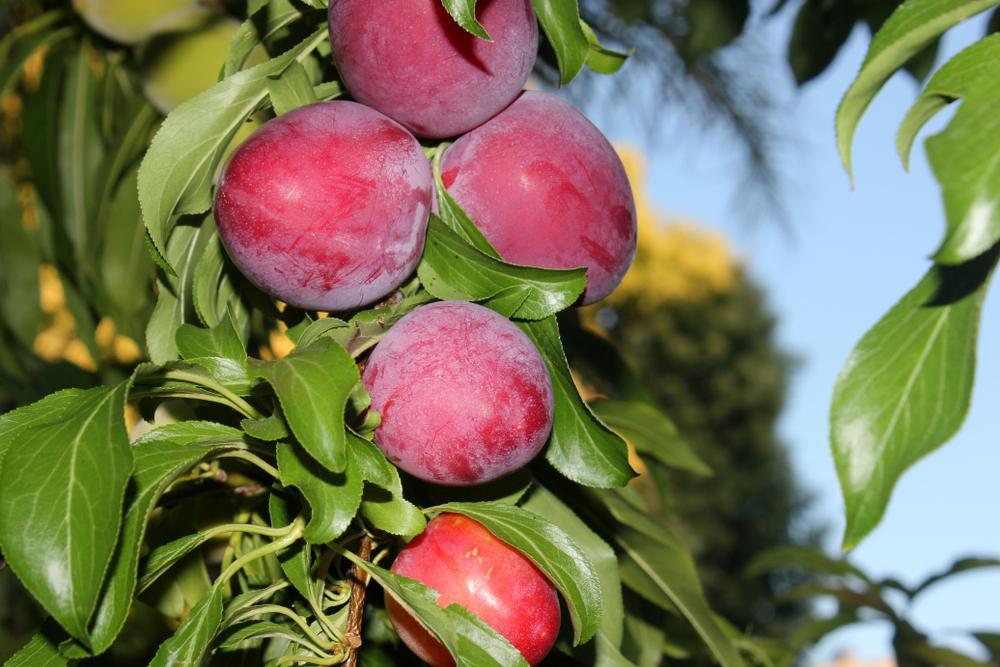 5G PRUNUS `SANTA ROSA` EU PLUM 1002219