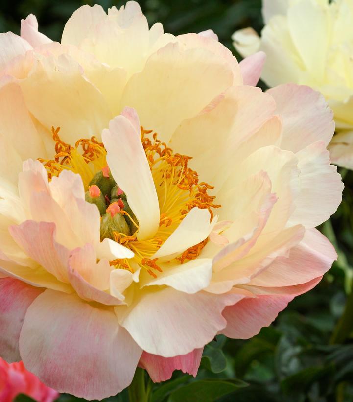 3G Paeonia latifolia 'Coral Sunset' Coral Sunset Peony 1011908