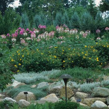 3G HYPERICUM FRONDOSUM Sunburst St  Johns Wort 1002321