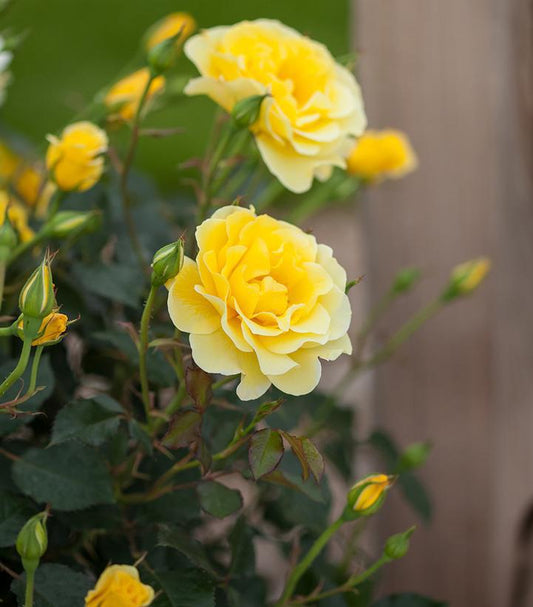 Rosa Easy Elegance® Yellow Submarine ('BAline') Yellow Submarine Rose: Patent PP16,659 1008246