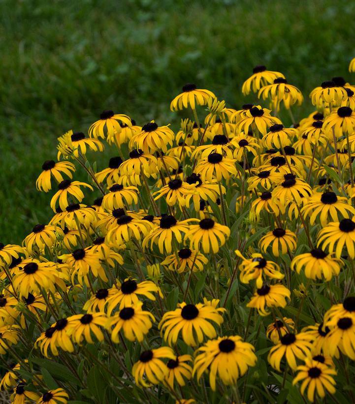 8" Rudbeckia 'American Gold Rush' American Gold Rush Black-eyed Susan: Patent PP28,498 PT 1010041