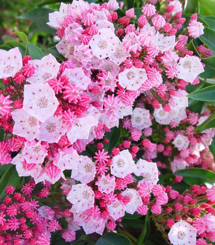 3G Kalmia lat. 'Nathan Hale' Nathan Hale Mountain Laurel 1000344