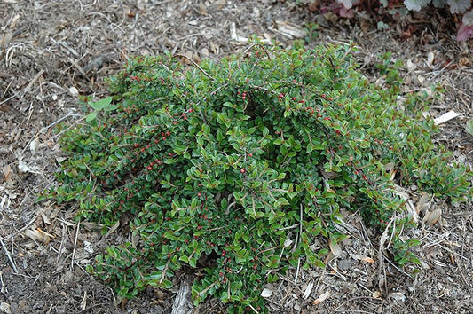 2G Cotoneaster adpressus 'Little Gem' Creeping Little Gem Cotoneaster 1000761