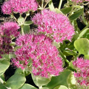 2G SEDUM SPECTABILE BRILLIANT (Stonecrop) 1000135