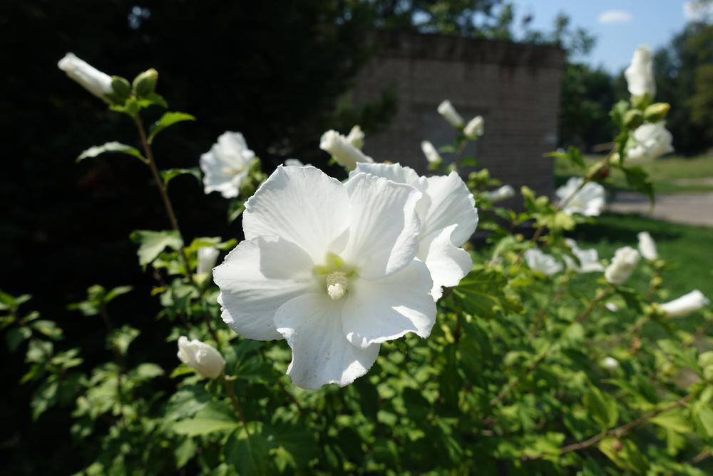 5G Hibiscus syriacus 'Bali' Bali™ Rose of Sharon 1006334