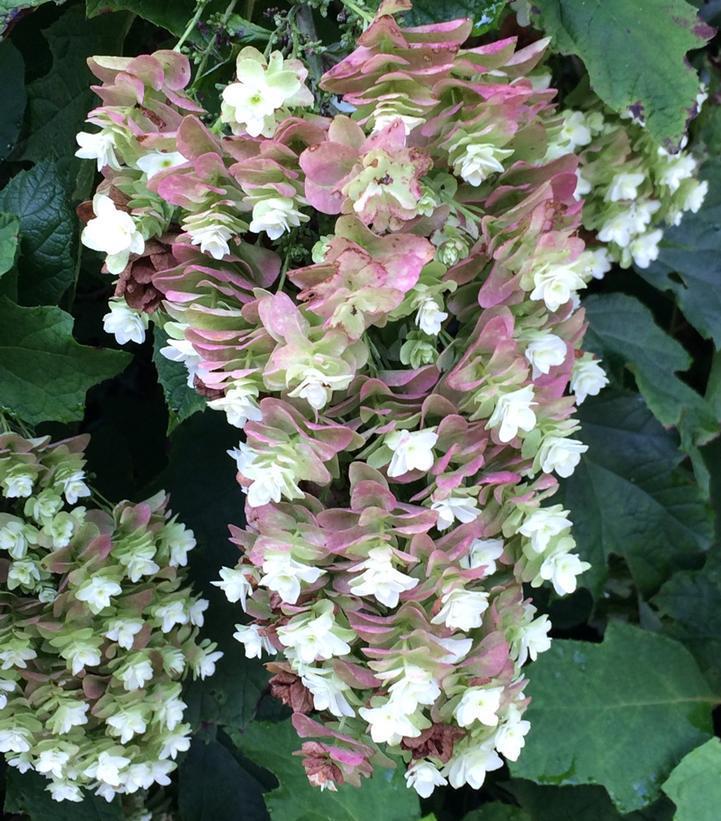 3G Hydrangea quercifolia 'Snowcicle' Snowcicle Hydrangea: Patent PP33,072 1013028