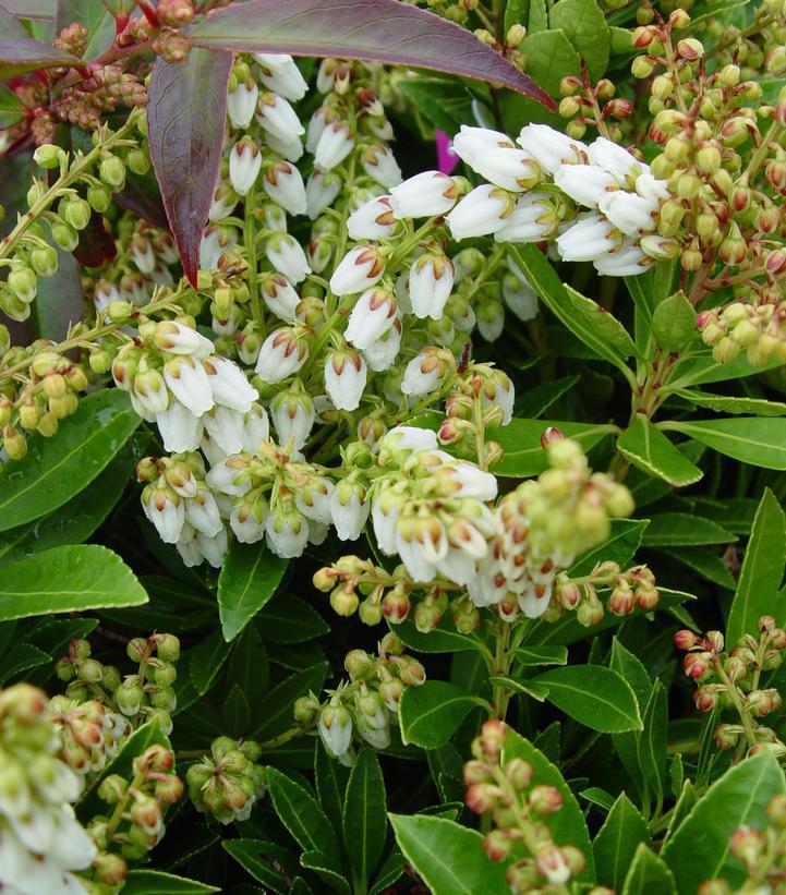 2G Pieris Japonica 'Cavatine' Cavatine Dwarf Andromeda (Japanese Andromeda)