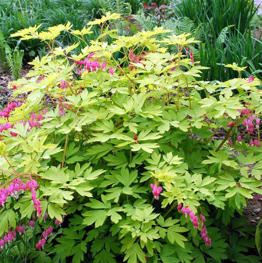 8" Dicentra spectabilis 'Gold Heart' Gold Hearts Bleeding Heart 1012305