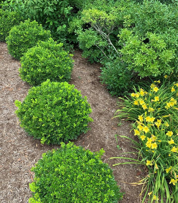 3G Buxus NewGen Independence® ('SB108') NewGen Independence® Boxwood: Patent PP28,888 1012976