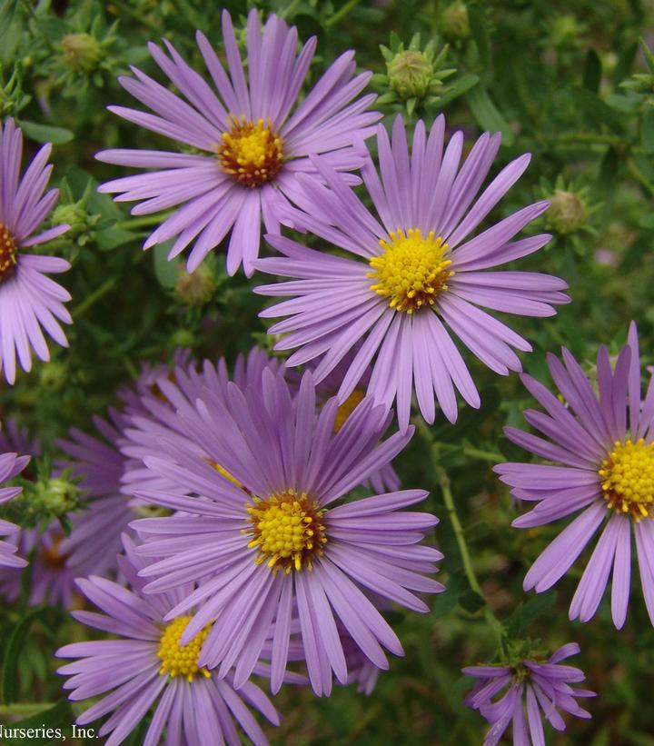 2G Aster oblongifolius 'Raydon's Favorite' Raydon's Favorite Aromatic Aster 1010734