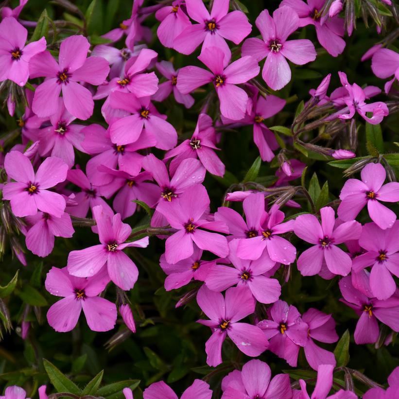 1G Phlox 'Magenta Sprite' Magenta Sprite Hybrid Spring Phlox: Patent PPAF 1012356