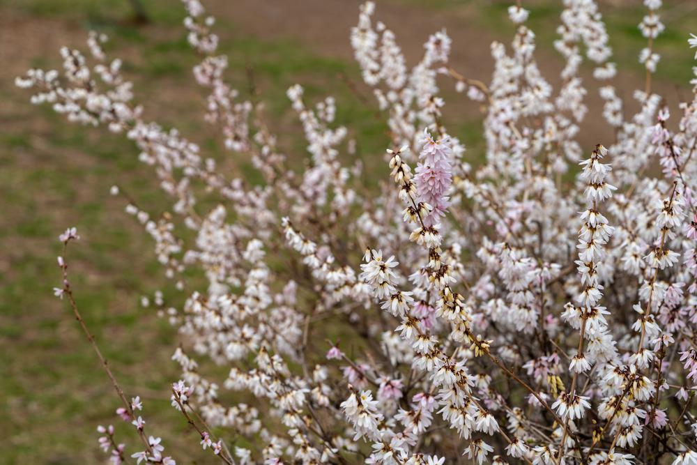 3G Abeliophyllum distichum White Forsythia